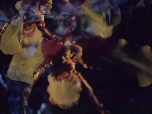 Flora & Fauna (1965) dir. Erkki Kurenniemi