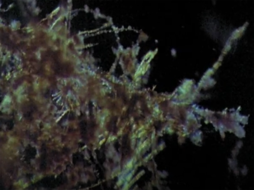 Jean Painleve 1968 Diatoms