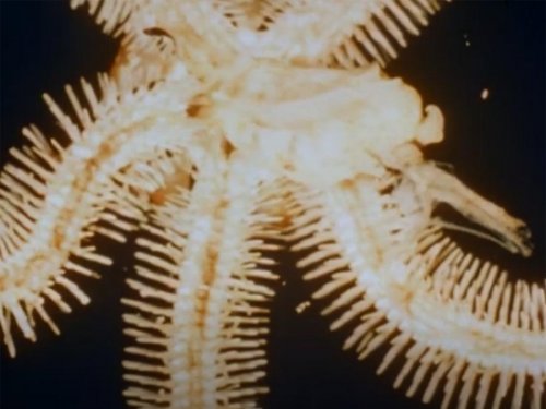 Jean Painleve 1956 Sea Ballerinas