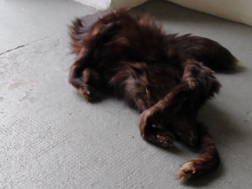 Vulpes Laetus 2012 (neozoon collective)