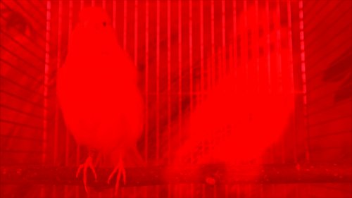 The exhibition – STRANGE POWERS - explores the highly sensitive nature of complex systems. Larsson brings together a series of works that through poetic, sonic and filmic interventions embrace the powers of small and unruly forces, asking how they can participate in rethinking the politics of space, time, matter and the unknown. Throughout the exhibition, the colour scheme of red and blue make subtle nods to the theoretical framework of the exhibition and its thematic. The red-foiled windows recall the hues of skies affected by air pollution or the poisonous atmospheres caused by wildfires. Copper phthalocyanine is a blue dye found in many household items, but the raw material can also fill a critical need in the quest for a quantum computer as a magnetic quantum metamaterial.

Strange Powers - Prologue is an audio-visual montage that serves as a prelude to a new film-project by Larsson which is circling around quantum computing’s attempts to tame its strange nature, while still exploiting it. By following the complex entanglements of quantum computing technology - from material extraction, toxic tailings and environmental exhaustion - the video builds up a non-linear story full of multiple connections, meanings, and pathways. 

Playing with aspects of quantum phenomena such as superposition (of being at two places at the same time), entanglement and interference, Strange Powers - Prologue also extends into the room where it is accompanied by the works Theremins & Drums and Fuzzy Speakers. Similar to the 